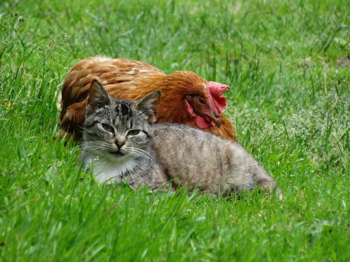 Nad Stawami Daire Zwartowko Dış mekan fotoğraf